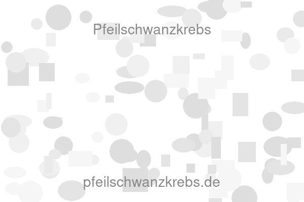 Pfeilschwanzkrebs