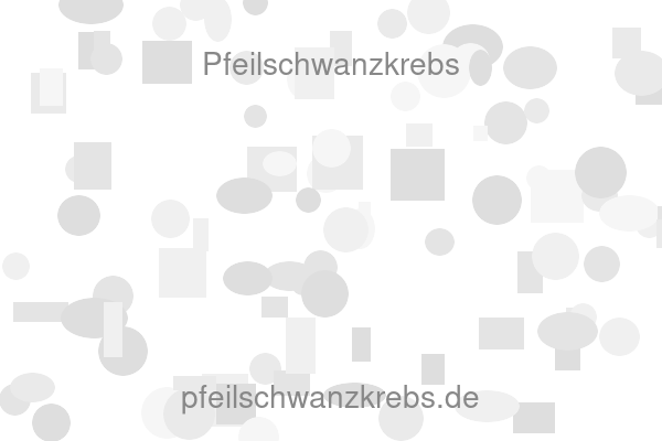 Pfeilschwanzkrebs